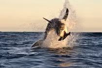 Kinh hoàng cảnh cá mập phi thân “tàn sát” hải cẩu