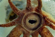 Những động vật “xấu xí” có nguy cơ tuyệt chủng