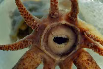 Những động vật “xấu xí” có nguy cơ tuyệt chủng