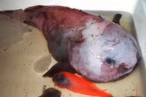 Những thủy quái kỳ dị dưới đáy biển sâu