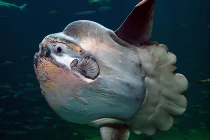 Cá Mặt trăng VN lọt Top “quái vật” dị nhất thế giới