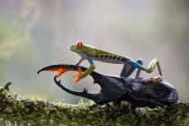 Chùm ảnh độc đáo của loài ếch quý hiếm