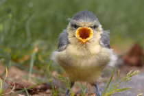 Những chú chim Angry Bird ngoài đời thực