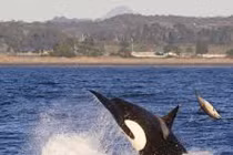 Ảnh hiếm cá voi sát thủ tấn công cá heo