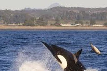 Ảnh hiếm cá voi sát thủ tấn công cá heo