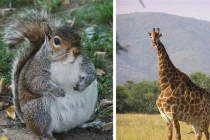 Top động vật phì lủ, dị dạng hiếm thấy