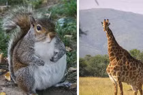 Top động vật phì lủ, dị dạng hiếm thấy