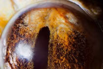 Bộ sưu tập ảnh mắt động vật đẹp mê hồn