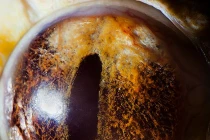 Bộ sưu tập ảnh mắt động vật đẹp mê hồn