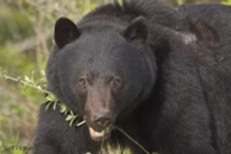 Gấu khổng lồ tấn công, cụ bà liệt gường vẫn thoát chết