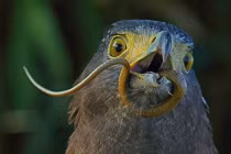 Những pha săn mồi đẫm máu của quái điểu