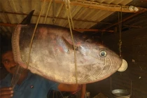 Nóng: Bắt được cá “lạ” hình vuông, không đuôi