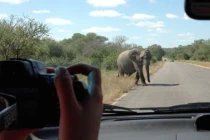 Voi 5 tấn đập phá ô tô chứa đầy khách du lịch