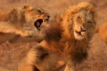 Cận cảnh quái thú đánh nhau kinh hoàng