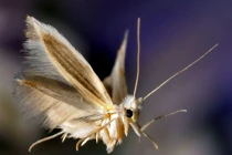 Chùm ảnh côn trùng đẹp khó tin