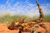 Những “quái thú” đặc biệt trong thế giới động vật