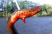 Kinh dị loài cá “ma cà rồng” hút máu ở Mỹ