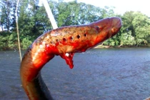 Kinh dị loài cá “ma cà rồng” hút máu ở Mỹ