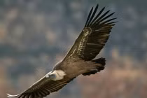 Kinh hoàng kền kền ăn thịt người chỉ còn bộ xương