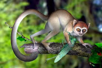 Tổ tiên con người nhỏ hơn cả... loài chuột?