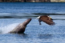 Sư tử biển lăm le cướp cá của đại bàng... đang bay