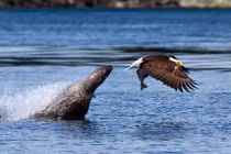 Sư tử biển lăm le cướp cá của đại bàng... đang bay