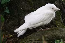 Quạ trắng quái dị xuất hiện tại Anh