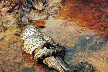 Những trận chiến kinh hoàng của cá sấu và trăn