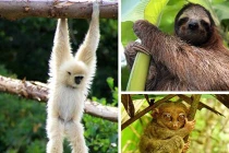 Top động vật “leo cây” dễ thương nhất thế giới