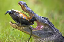 Rùa thoát khỏi cặp hàm sát thủ của cá sấu