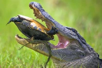 Rùa thoát khỏi cặp hàm sát thủ của cá sấu