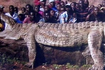 Top động vật khủng “quái đản” trên thế giới