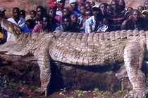 Top động vật khủng “quái đản” trên thế giới