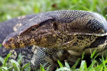 Tận mục loài thằn lằn khổng lồ nhất Việt Nam