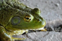 Ễnh ương hạ gục, nuốt chửng rắn đầy ma mị