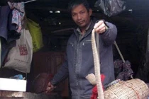 Chuyện 'vua' săn rắn độc đất Hà Thành