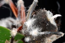 Kinh hoàng loài nấm đầu độc, biến kiến thành “ma sống“