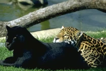 Báo đen xuống nước giết chết, ăn thịt... cá sấu