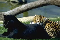 Báo đen xuống nước giết chết, ăn thịt... cá sấu