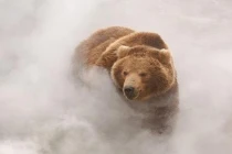 Cận cảnh gấu Nga đùa giỡn với “suối lửa” 250 độ C