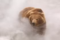 Cận cảnh gấu Nga đùa giỡn với “suối lửa” 250 độ C