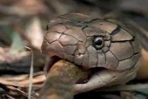 Kinh hoàng cảnh hổ mang chúa hạ sát, nuốt chửng đồng loại