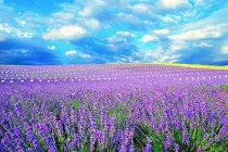 Những cánh đồng hoa đẹp nhất thế giới