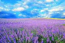 Những cánh đồng hoa đẹp nhất thế giới