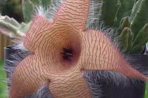 Những loài hoa có mùi “dị” nhất thế giới