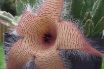 Những loài hoa có mùi “dị” nhất thế giới