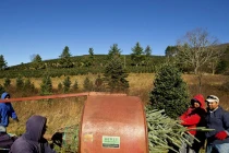 Thăm trung tâm sản xuất cây thông Noel