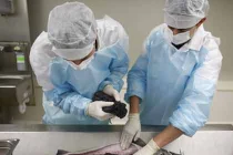 “Đắt khét lẹt” trứng cá tầm muối 50 triệu đồng/kg 