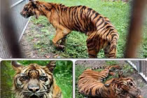 Cận cảnh con hổ “ốm đói” kỳ dị nhất thế giới