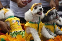 Vui nhộn lễ hội diễu hành chó cưng ở Brazil